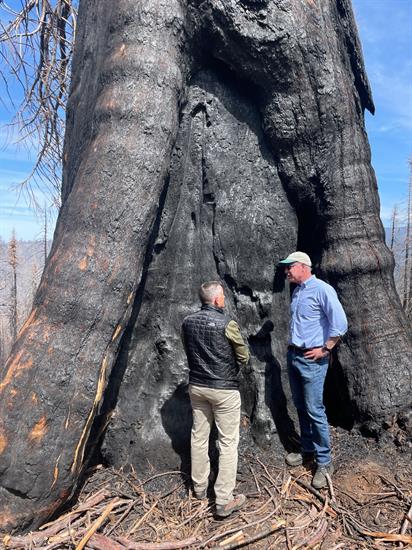 scott and sequoia tree