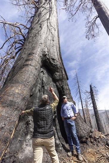Rep. Peters and Rep. Westerman discuss sequoia trees in front of one